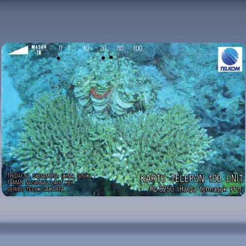 Tridacna Squamosa